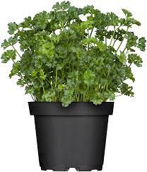 Petersilie im Topf