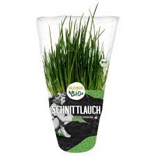 Schnittlauch im Topf