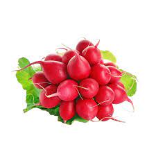 Radieschen Bund