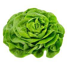 Kopfsalat grün, bio